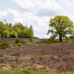 Het Holtingerveld