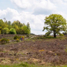 Het Holtingerveld