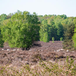 Het Springendal