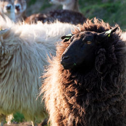 Tussen de dieren