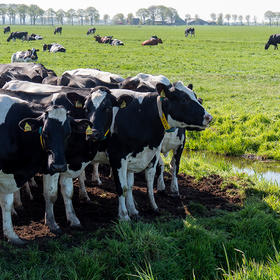 Durgerdam, Ransdorp en Holysloot