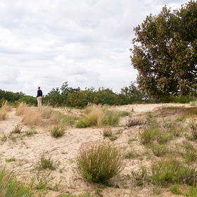 Meijendel, duinen en strand